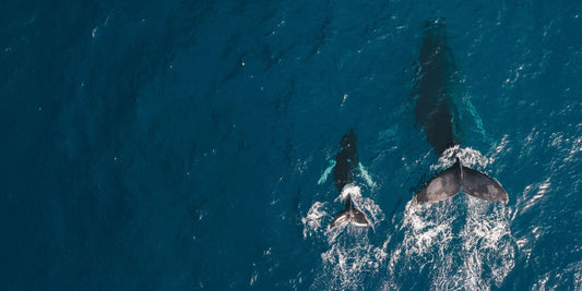 Plastic Free July: un mese per iniziare, ogni giorno per continuare
